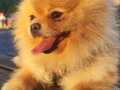 Pomerian boo 2.5 yaşında / eğitimli bir Kraliçe 