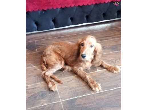 4.5 aylık English cocker