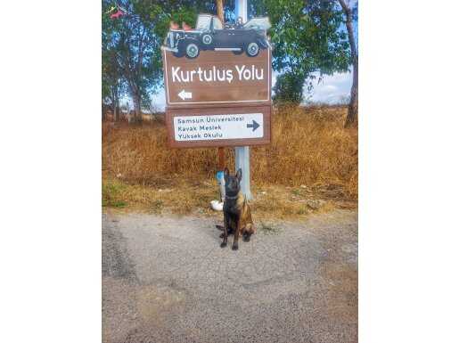 Fuul eğitimli A kalite KAN 