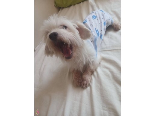 Yetişkin Maltese terrier ömürlük yuva arıyor
