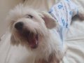 Yetişkin Maltese terrier ömürlük yuva arıyor