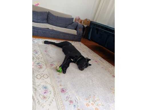 ESTETİKLİ CANE CORSO 6 AYLIK