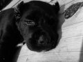 Estetikli cane corso aşıları tam 