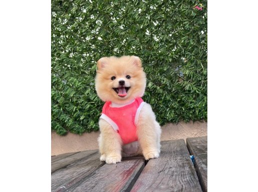 ORJİNAL POMERANİAN BOO ÇOCUKLAR SAĞLIKLI