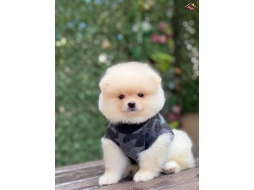 POMERANİAN BOO ÇOCUKLAR