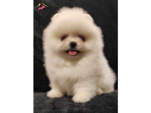 ORJİNAL POMERANİAN BOO YAVRULAR 
