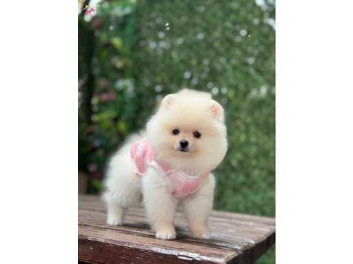 GARANTİLİ POMERANİAN BOO ÇOCUKLAR