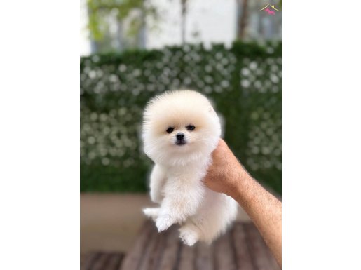ORJİNAL POMERANİAN BOO ÇOCUKLAR 