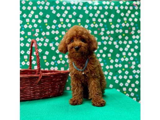 ORJİNAL POODLE ÇOCUKLAR