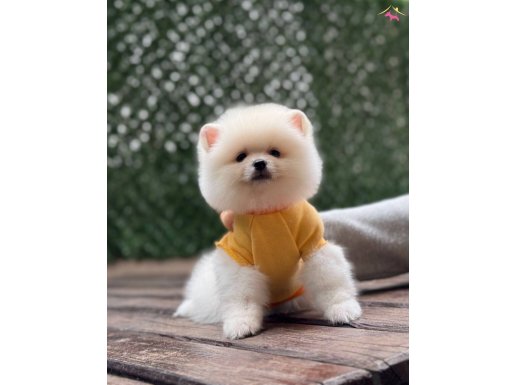 ORJİNAL POMERANİAN BOO