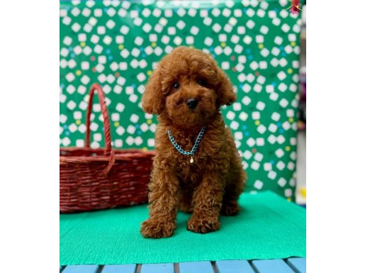 ORJİNAL TOY POODLE ÇOCUKLAR