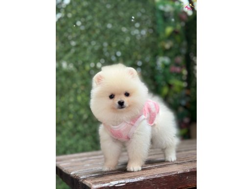 POMERANİAN BOO ÇOCUKLAR