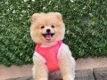 ORJİNAL POMERANİAN BOO ÇOCUKLAR SAĞLIKLI
