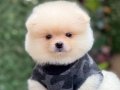 POMERANİAN BOO ÇOCUKLAR