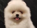 ORJİNAL POMERANİAN BOO YAVRULAR 