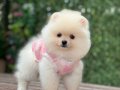 GARANTİLİ POMERANİAN BOO ÇOCUKLAR