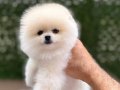 ORJİNAL POMERANİAN BOO ÇOCUKLAR 