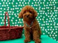 ORJİNAL POODLE ÇOCUKLAR