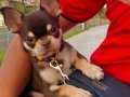 Yavru chihuahua