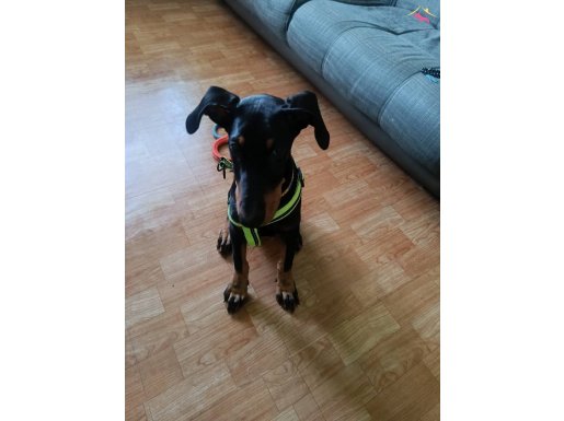 6 AYLIK DOBERMAN YAVRUSU DETAY İÇİN YAZIN