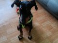 6 AYLIK DOBERMAN YAVRUSU DETAY İÇİN YAZIN
