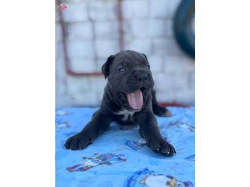 Fci KIF A secereli dev cane corso yavruları 