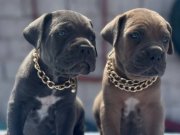 FCI KIF A KALİTE SAF KAN CANE CORSO YAVRULARIMIZ 