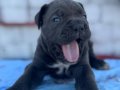 Fci KIF A secereli dev cane corso yavruları 