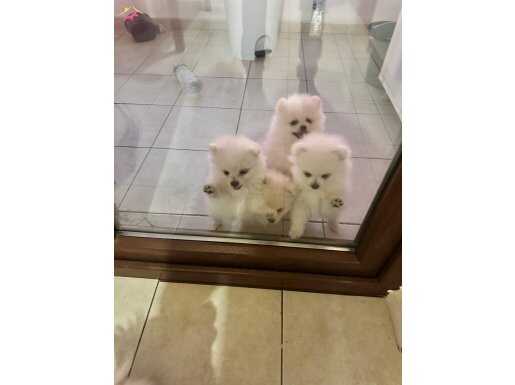 Oyuncu ve Sağlıklı Pomeranian Yavrular