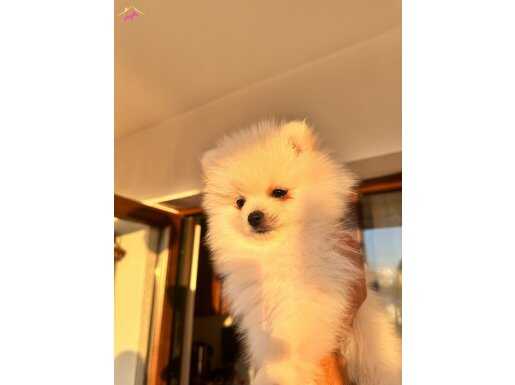 Oyun sever,Şirin yavrulara Aile Aranıyor!