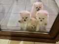 Oyuncu ve Sağlıklı Pomeranian Yavrular