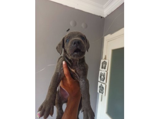 Sağlam cane corso yavruları 
