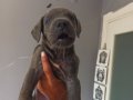 Sağlam cane corso yavruları 