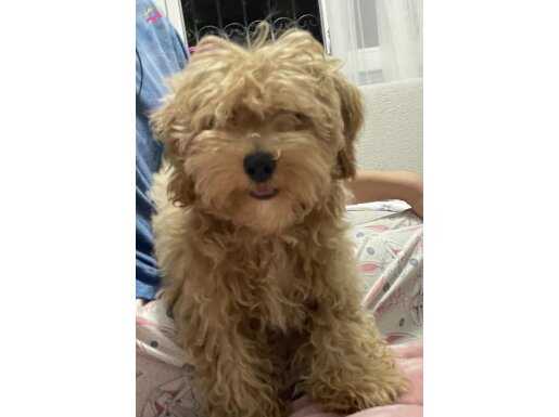 karamel latte yeni ailesini bekliyor