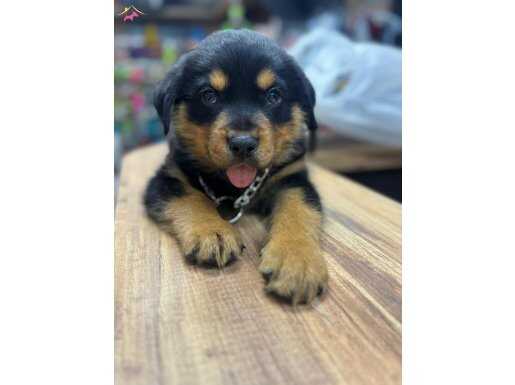 Rottweiler yavru köpek güzel kan hattına sahip köpek 