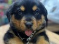 Rottweiler yavru köpek güzel kan hattına sahip köpek 