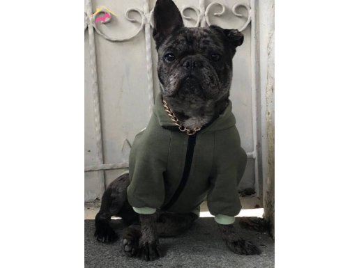 1,5 yaşındaki french bulldoğuma acil yuva ariyorum