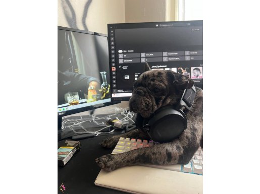 1 yasindaki french bulldog merle kopegimi satiyorum acil