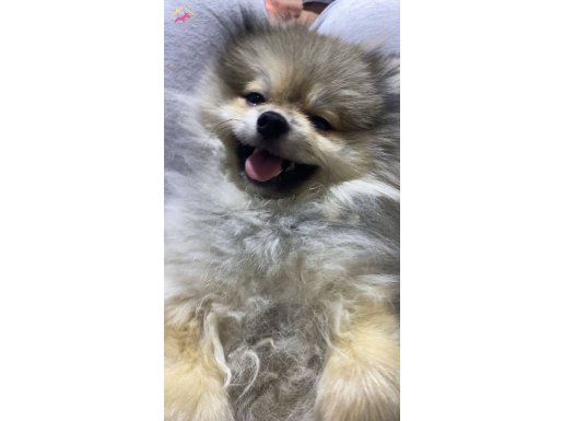 Güler yüzlü aslan:)