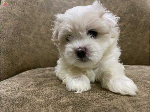 Anne babası bizde olan sağlıklı,akıllı,dost canlısı,eğitimli