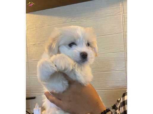 Dost canlısı yavrularımız tuvalet eğitimli