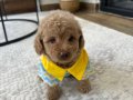 3 aylık maltipoo