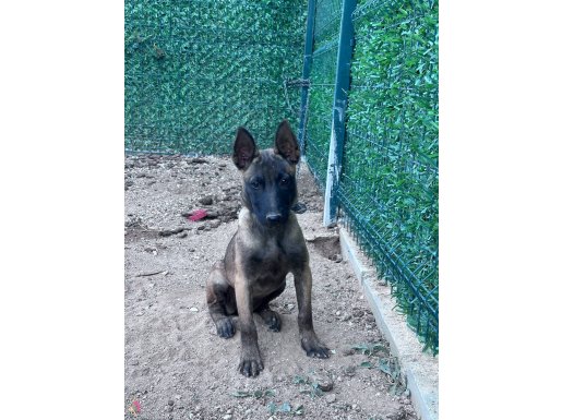 3.5 aylık kız safkan