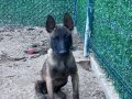 3.5 aylık kız safkan