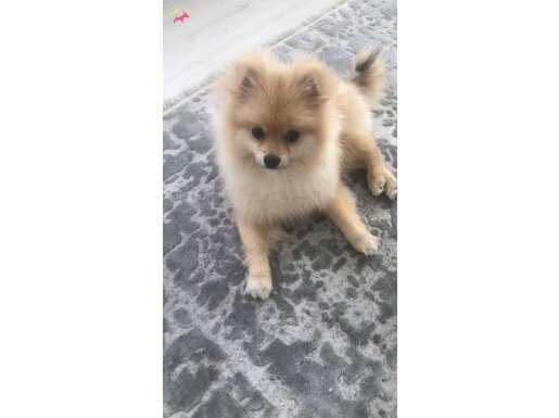 6 AYLIK AŞILAR TAM WC EĞİTİMLİ