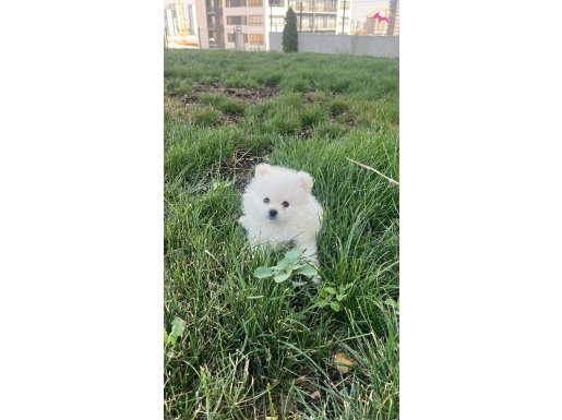 Pomeranian beyaz 3 aylık