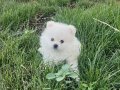 Pomeranian beyaz 3 aylık