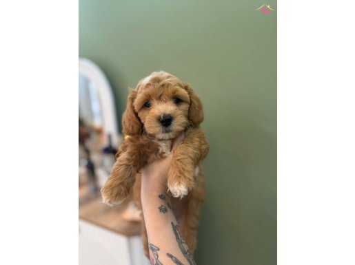 SEVİMLİ MALTİPOO YAVRULARIMIZ 