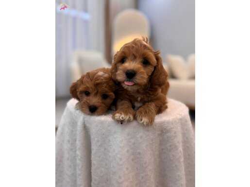 SEVİMLİ MALTİPOO YAVRULARIMIZ 