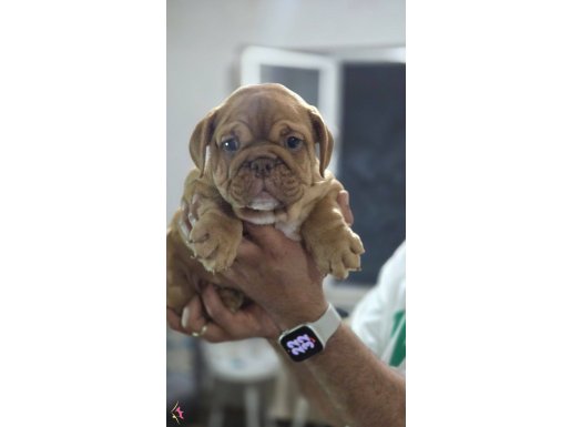 SEVİMLİ EGZOTİK İNGİLİZ BULLDOG 